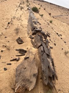 The largest petrified-Forest in the World