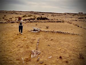 The largest petrified-Forest in the World