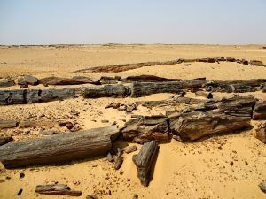 The largest petrified-Forest in the World