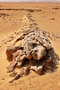 The largest petrified-Forest in the World