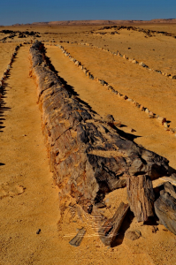 The largest petrified-Forest in the World