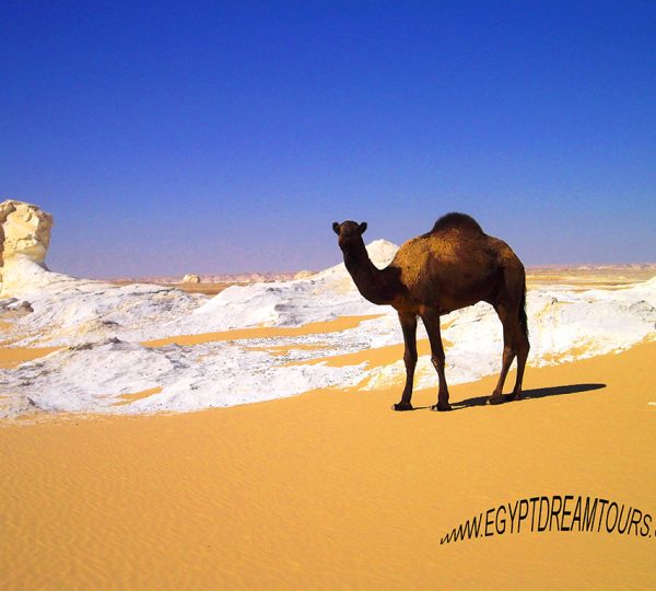 unveil secrets of Saharah desert in 8 days