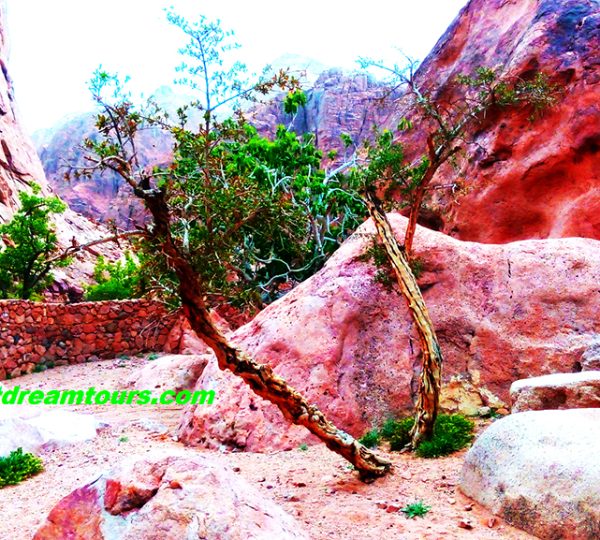 Dream tour sinai