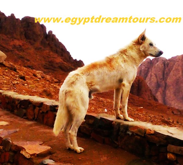 Dream tour sinai